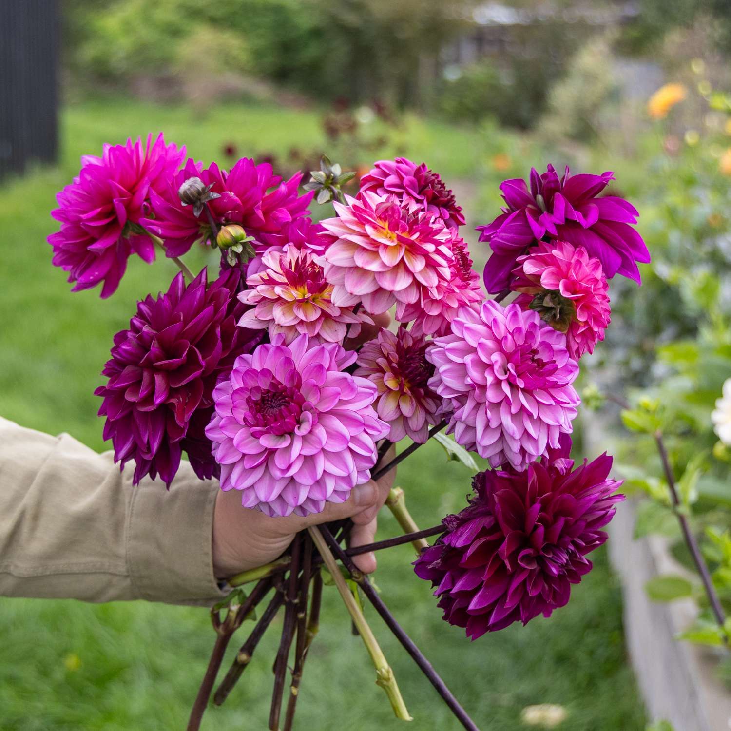 Dahliamix 'Blueberry Muffin'